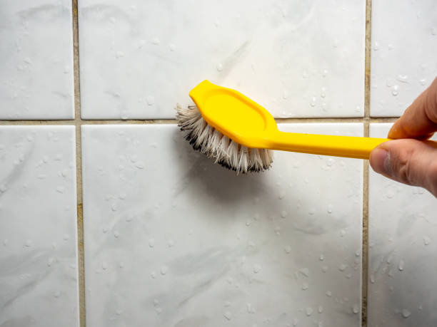 Office Mold Removal Services in Mount Vernon, WA