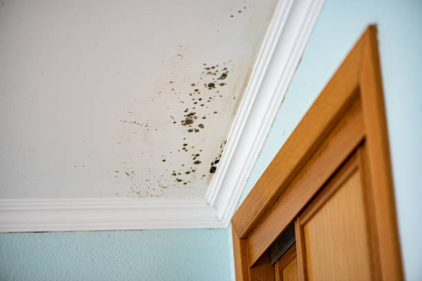 Best Mold Remediation  in Mount Vernon, WA